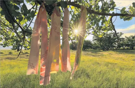  ?? Allen J. Schaben Los Angeles Times ?? NATIVE AMERICAN prayer flags hang from a tree at the Sand Creek site near Eads, Colo., where more than 200 women, men and children were massacred in 1864.