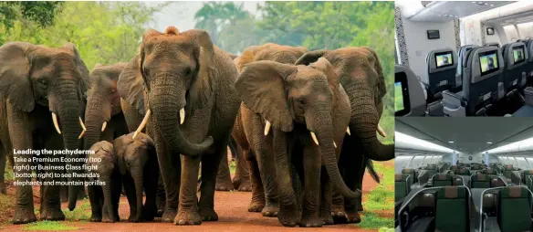  ??  ?? Leading the pachyderms Take a Premium Economy ( topright) or Business Class flight ( bottom right) to see Rwanda’s elephants and mountain gorillas