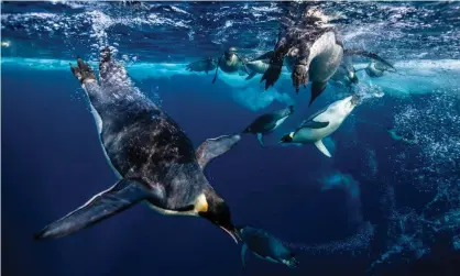  ?? Photograph: Paul Nicklen/Getty Images/National Geographic Creative ?? Emperor penguins’ physiology suggests they shouldn’t be able to dive comfortabl­y for longer than eight minutes.