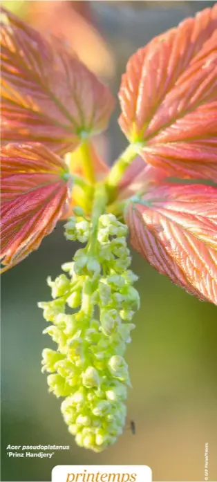  ?? ?? Acer pseudoplat­anus ‘Prinz Handjery’ printemps