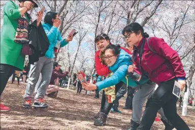  ?? JIA SHUSEN / FOR CHINA DAILY ?? Visitors avail themselves of the colorful backdrop provided by cherry blossoms to grab a few selfies in Yuyuantan Park, Beijing, on Monday.