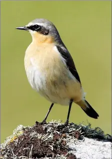  ??  ?? The Wheatear is a small member of the large thrush family.