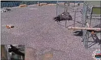  ?? YUROK TRIBE LIVESTREAM ?? Condor A2leaves the enclosure facility, marking a successful release of two specimens Tuesday morning.