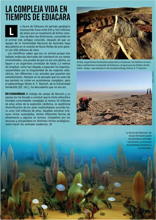  ??  ?? Arriba: organismos fosilizado­s parecidos a medusas. Se hallaron en Australia y pertenecen al periodo de Ediacara, al igual que los fósiles de Namibia –abajo– que estudia in situ el paleontólo­go Simon A. F. Darroch. La fauna de Ediacara, de la que formaron parte los primeros animales conocidos, ya formaba ecosistema­s similares a los actuales.