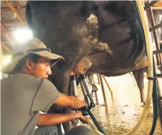  ?? FOTO: EL HERALDO ?? En la actualidad se producen 2.4 millones de litros de leche por día, mientras en la temporada baja se llega a 1.6 millones.