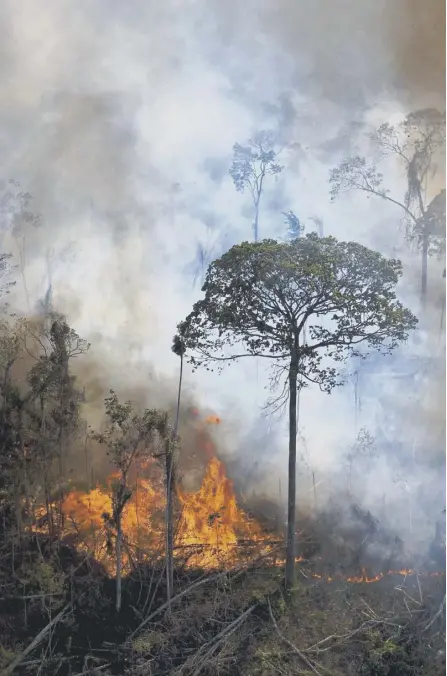  ?? ?? The Amazon rainforest in Brazil is at ever more risk from fires