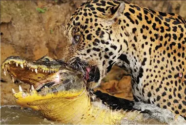 Jaguar that went for a drink and a bite to eat - PressReader