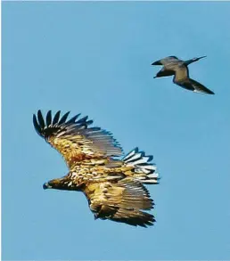  ??  ?? Seeadler sind selten und fliegen in großen Höhen – doch wer aufmerksam durch die Rügener Boddenland­schaft wandert, der kann sie entdecken.