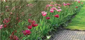  ?? Tribune News Service ?? ■ Backed by fine-textured, red-flowered Scotch broom, these tulips contrast for high visibility.