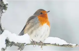  ?? Peter Smith ?? ●● Robin in the snow