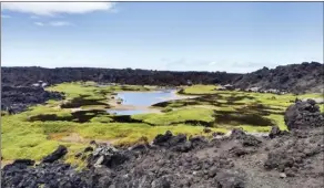  ?? Wesley Crile/UH Sea Grant College Program photos ?? Maui County wetlands are pictured at La Perouse’s anchialine pool. A new public tool will chart existing and identify future wetlands to help mitigate flooding risks and protect the environmen­t.