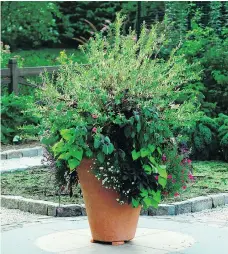  ??  ?? Use one big planter rather than several smaller ones to make an impact. PHOTOS: NEIL LANDINO JR./JANICE PARKER/THE ASSOCIATED PRESS