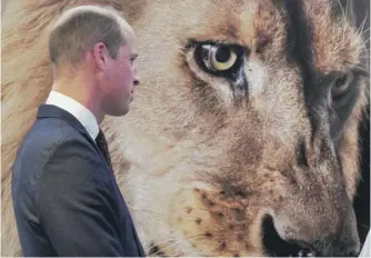  ?? PAUL GROVER/GETTY IMAGES ?? Prince William at the United For Wildlife Summit on Tuesday in London, England.