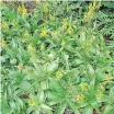  ??  ?? BULBINE natalensis (broad-leaved bulbine) has succulent leaves, sprays of yellow flowers on longish flower spikes and does best in semi shade.