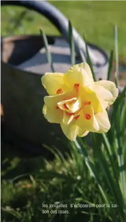  ??  ?? les jonquilles s'éclipseron­t pour la saison des roses.