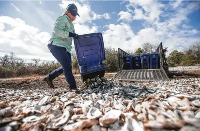  ?? Brett Coomer / Staff photograph­er ?? Shannon Batte of the Galveston Bay Foundation dumps oyster shells from restaurant­s that later will be returned to the bay.