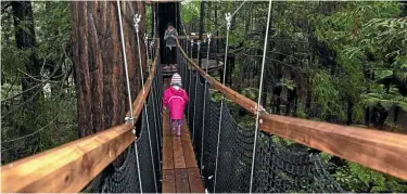 ??  ?? Visitors young and old happily negotiate the Redwoods Treewalk.