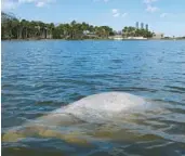  ?? SPEAR/ORLANDO SENTINEL KEVIN ?? A dead baby manatee floats less than 200 yards from Florida Power & Light Co.’s electric plant near Titusville in February 2022, the year’s deadliest month for Brevard County.