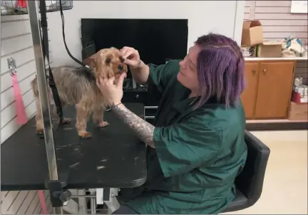  ?? JEAN BONCHAK — FOR THE NEWS-HERALD ?? Grooming services are available at Happy Tails Pet Supply in West Geauga Plaza. Shown is groomer Missy Vaughn taking care of Tinker, a Yorkie.