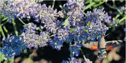  ?? [ Jana Madzigon ] ?? Lavendel: Das meist im Süden angebaute Duftkraut ist auch ein lebendiges „Insektenho­tel“und bereichert Österreich­s
Gärten problemlos.