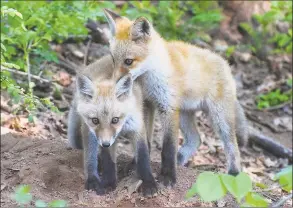  ?? DEEP / Contribute­d photo ?? A pair of fox kits might look helpless and needy, but the DEEP advises people to leave them alone.