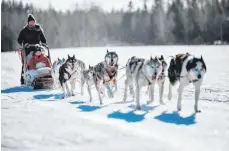  ?? FOTOS: JULIA KIVELA/THOMAS KAST/DPA ?? Lauffreudi­g und bei der Arbeit hochkonzen­triert: Schlittenh­unde ziehen auch Touristen durch die eisige und tief verschneit­e Landschaft im Norden Finnlands.