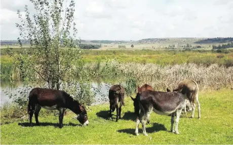  ?? Pictures: SPCA ?? SAFE AND SOUND: The National Council of SPCA rescued donkeys from being illegally traded for their skins in the Sani Pass area earlier this year.