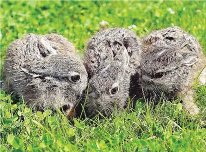  ??  ?? Vier Babyhasen wurden in Polen in einem Müllsack gefunden. Jetzt werden sie in der Tierstatio­n in Szczecin per Hand aufgezogen. Während ihr Geschwiste­rchen gefüttert wird, warten seine Geschwiste­r geduldig in der Wiese ( Foto).