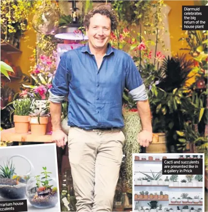  ??  ?? Diarmuid celebrates the big return of the house plant Cacti and succulents are presented like in a gallery in Prick