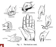  ?? ?? 4 As shown by this drawing from Rudolfs J. Drillis, “Folk Norms and Biomechani­cs,” the hands have been fundamenta­l means through which the world has been shaped, measured, studied, and understood. 4