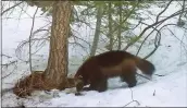  ?? CHRIS STERMER — CALIFORNIA DEPARTMENT OF FISH AND WILDLIFE VIA AP ?? A remote camera set by biologist Chris Stermer shows a mountain wolverine in the Tahoe National Forest near Truckee in 2016, considered a rare sighting in the state.