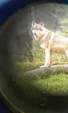  ?? Foto: Carsten Rehder, dpa ?? Die Rückkehr des Wolfes ist ein hochemotio­nales Thema. Was Naturschüt­zer jubeln lässt, treibt Landwirten Sorgenfalt­en auf die Stirn.