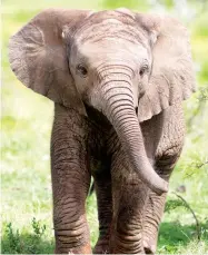  ??  ?? Sedan början av 1900-talet har antalet afrikanska elefanter sjunkit från 3–5 miljoner till endast 415 000.