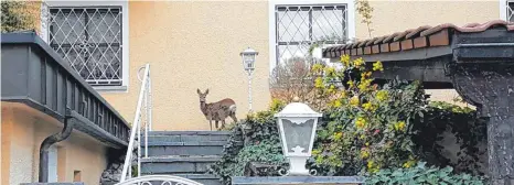  ?? FOTO: PRIVAT ?? Vor allem Rehe zieht es in die Ravensburg­er Innenstadt. Aber auch über die Sichtung von Füchsen wird berichtet.