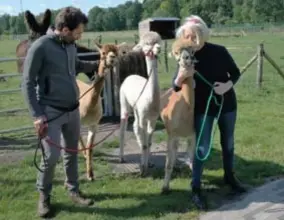  ?? FOTO JAN BRYS ?? Maarten Der Kinderen en Ria De Pauw bij hun alpacatrio Bram, Bob en Bert.