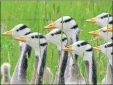  ?? GETTY IMAGES ?? Bar-headed geese at Qinghai lake in Tibet.