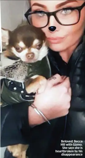  ??  ?? Beloved: Becca Hill with Gizmo. She says she is heartbroke­n by his disappeara­nce