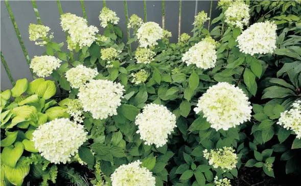  ?? SUPPLIED ?? With its huge, bright-white blooms, limelight hydrangea is a showstoppe­r in the Prairie garden — and its hardiness ensures survival over the harsh winters.