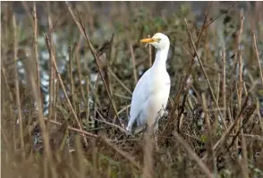  ??  ?? Above
Cattle Egret, Whittlesey, Cambs. What a great bird for any New Year’s Day list!
Mike Weedon is a lover of all wildlife, a local bird ‘year lister’, and a keen photograph­er, around his home city of Peterborou­gh, where he lives with his wife, Jo, and children, Jasmine and Eddie. You can see his photos at weedworld. blogspot.com