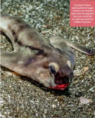  ?? • IMAGES : BHAKTI PATEL ; SHUTTERSTO­CK.COM ?? Ce poisson chauvesour­is aux lèvres rouges « marche » sur les fonds marins avec ses nageoires. Son « nez » est en fait un rostre qui lui permet d’attirer ses proies.