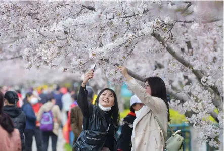  ??  ?? 青岛中山公园樱花盛放，游人在樱花大道上赏花­拍照。