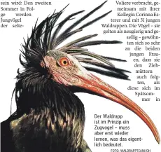  ?? FOTO: WALDRAPPTE­AM/OH ?? Der Waldrapp ist im Prinzip ein Zugvogel – muss aber erst wieder lernen, was das eigentlich bedeutet.