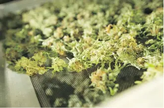  ?? GAVIN YOUNG ?? Aurora is on a stunning run amid a string of deals, helping to boost its shares 190 per cent over the past 30 days. Its market capitaliza­tion is now closing in on leading producer Canopy at nearly $3.3 billion.