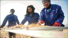  ?? | KELVIN TRAUTMAN ?? Wildoceans Blue Crew (from left) Hawukile Mbhele, Zameka Miya and Bonani Mngoma sifting sand for nurdles at North Beach.