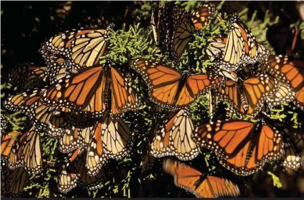  ??  ?? Las mariposas se comunican mediante sus antenas y sus largas patas.