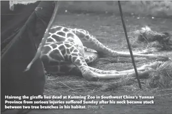  ?? Photo: IC ?? Hairong the giraffe lies dead at Kunming Zoo in Southwest China’s Yunnan Province from serious injuries suffered Sunday after his neck became stuck between two tree branches in his habitat.