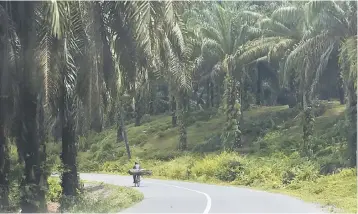  ??  ?? This photo taken on August 6, shows a man riding a bicycle past an oil palm plantation in Aceh. Indonesia said yesterday it would trade palm oil, coffee and tea for Russian fighter jets, saying it wanted to capitalise on internatio­nal sanctions on...