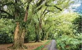  ?? ?? Leu Gardens houses camphor trees planted when Harry P. Leu was a resident.