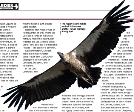  ??  ?? The region’s ninth Whitebacke­d Vulture was another Israeli highlight during April.