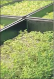  ??  ?? Microgreen­s, small sprouts used in salads and other dishes, grow in water fed from the bottom under lights at 312 Aquaponics in a former meat-packing plant in the Back of the Yards neighborho­od.